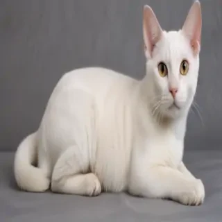 colorpoint shorthair breed
