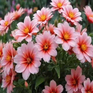 full screen flower wallpaper hd