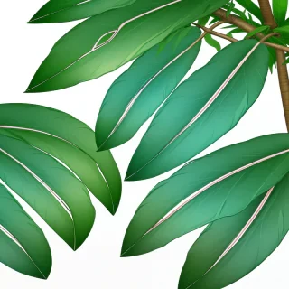 transparent tropical leaves png