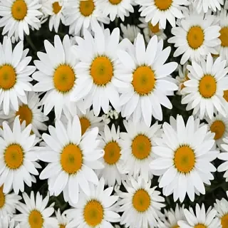daisy flower wallpaper