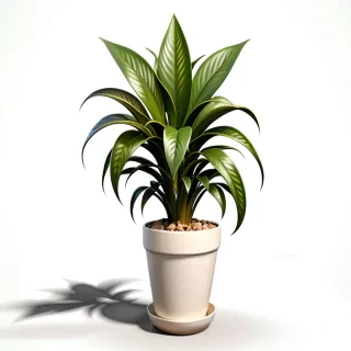 potted plant png