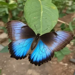 blue morpho butterfly