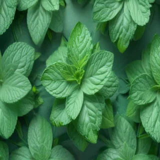 mint background