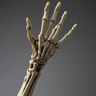 skeleton hand png