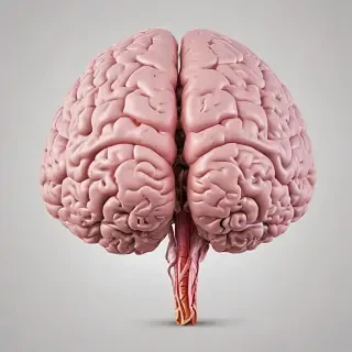 brain png