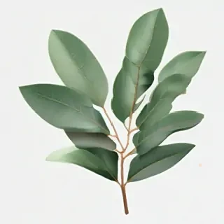 transparent eucalyptus clipart
