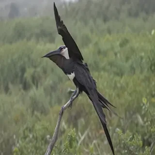 frigate bird