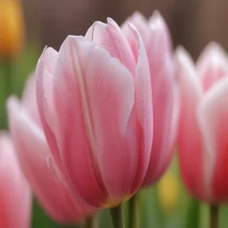 tulip iphone wallpaper