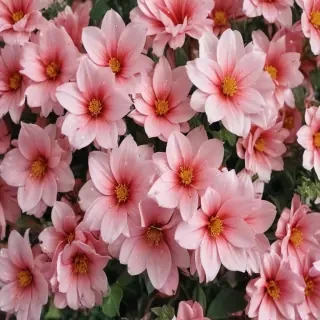 cute aesthetic flower wallpaper