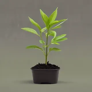 seedling png