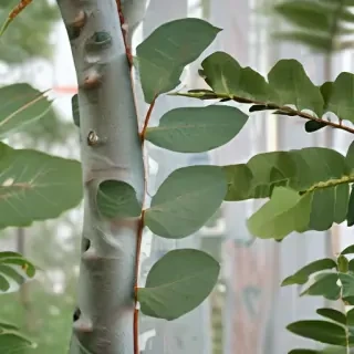 transparent eucalyptus