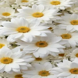 flower background white