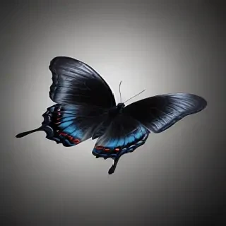 black butterfly