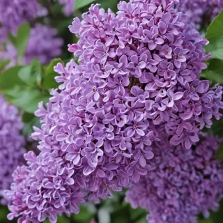 lilac wallpaper iphone