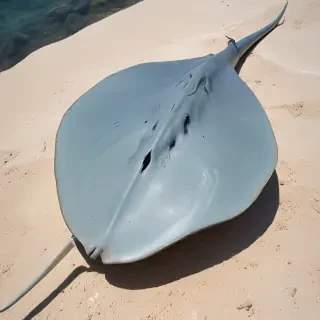 stingray png