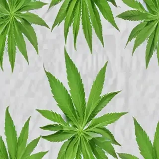 marijuana leaf transparent background
