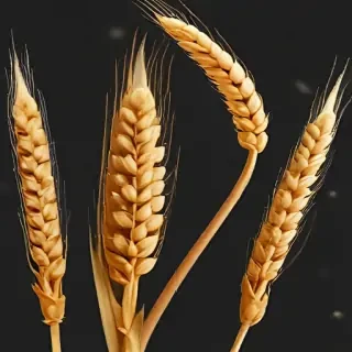 wheat png