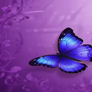 purple wallpapers butterfly