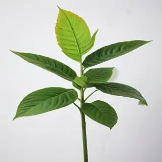 plant no background