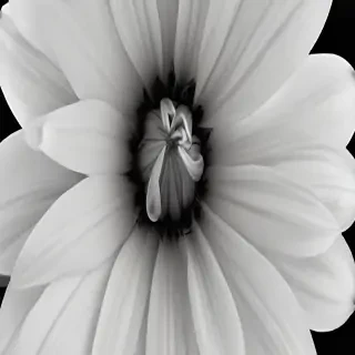 black and white flower