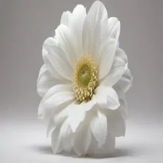 white flower png