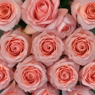 roses background