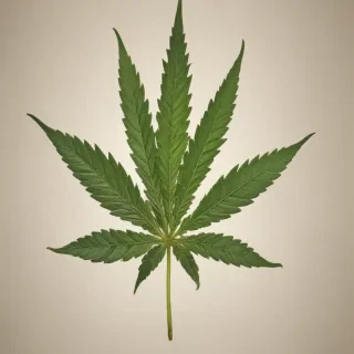 marijuana leaf