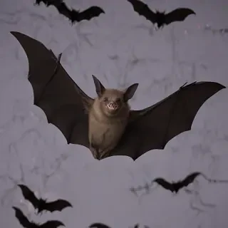 pictures of bats for halloween