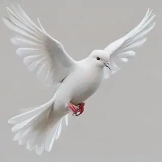 png dove