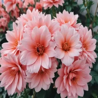 cute aesthetic wallpapers flowers