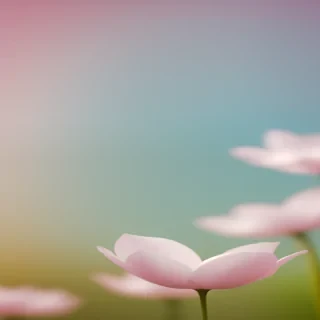 soft backgrounds