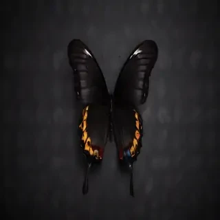 black wallpaper butterfly