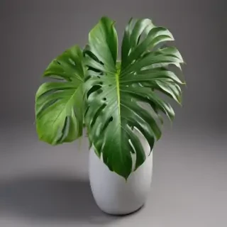 monstera png