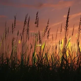 grass silhouette