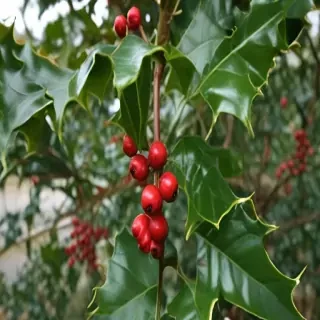 images of holly