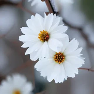 winter flower wallpaper background