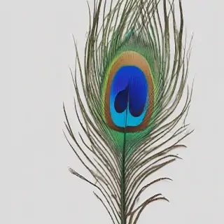 peacock feather png