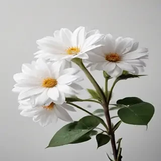 flower white bg