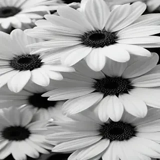 flower images black and white