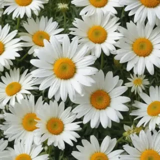 daisy flower wallpaper