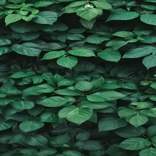 green background aesthetic