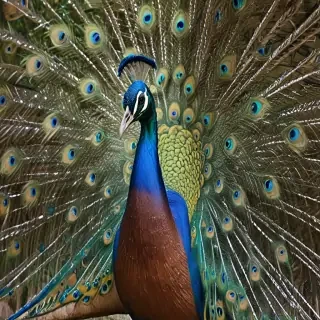 peacock png