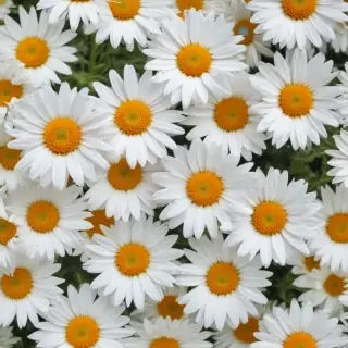 daisies png