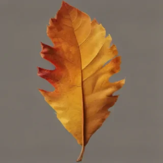 autumn leaf png