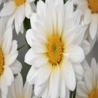flower white bg
