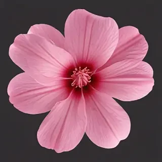 pink flower png