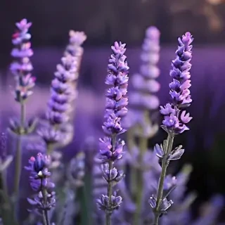 lavender iphone wallpaper