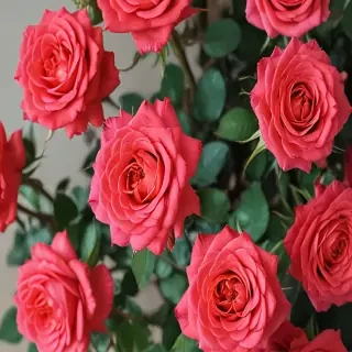 roses in background
