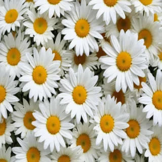daisy background wallpaper