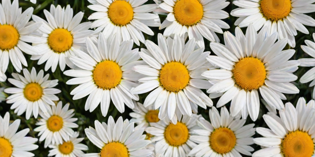 wallpaper daisy flower